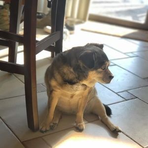 Meet your Posher, Sam